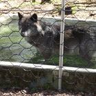 Wolfspark Werner Freund in Merzig