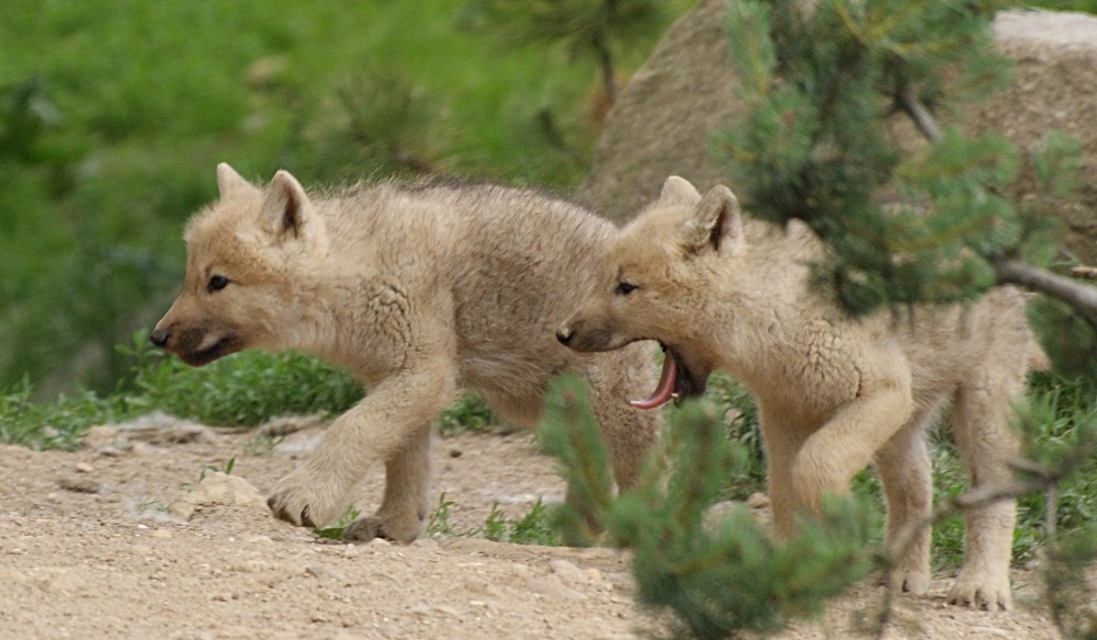 Wolfspatrouille