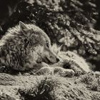 ~Wolfspause~