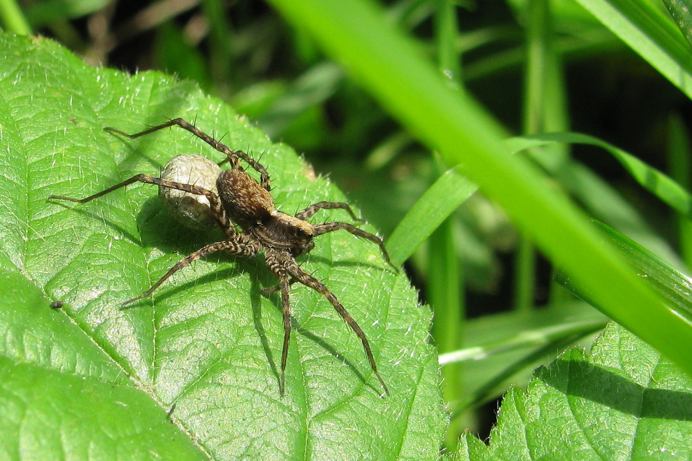 Wolfspinne (Lycosidae SP) mit Eikokon