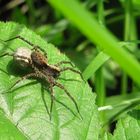 Wolfspinne (Lycosidae SP) mit Eikokon