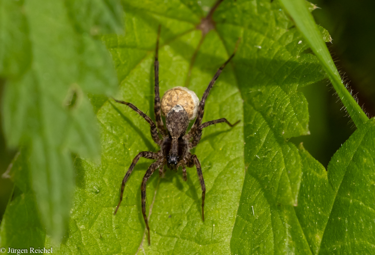 Wolfspinne mit Eikokon ( Pardosa lugubris ) 