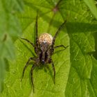 Wolfspinne mit Eikokon ( Pardosa lugubris ) 