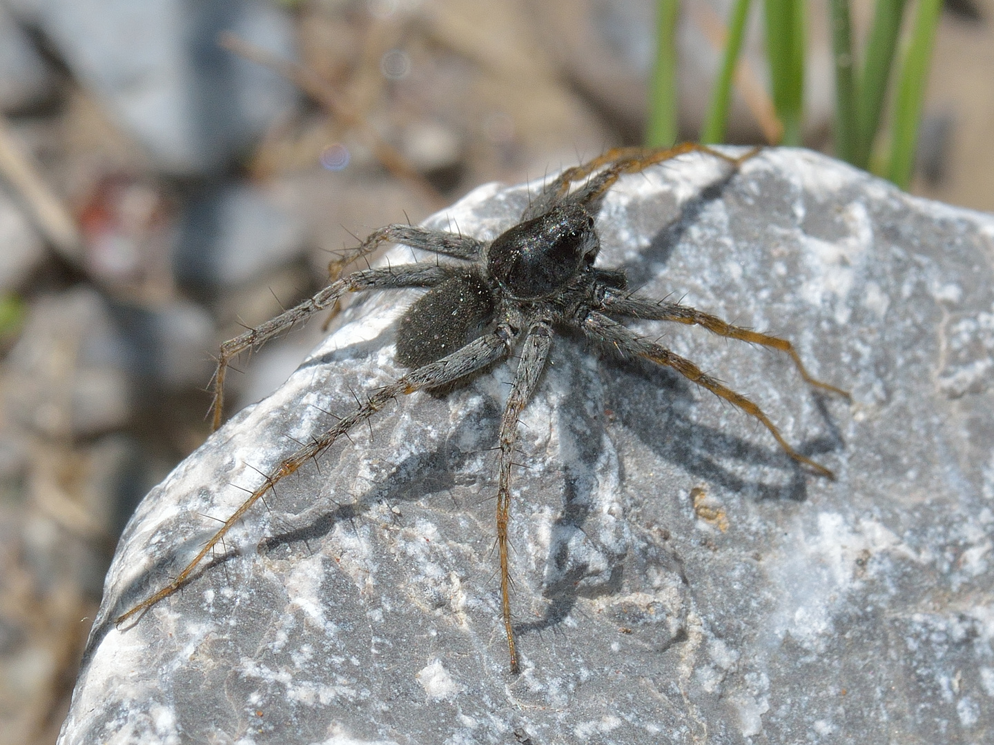 Wolfspinne, Pardosa cf. wagleri