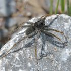 Wolfspinne, Pardosa cf. wagleri