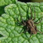 Wolfspinne (Pardosa indet.), wolf spider