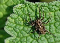 Wolfspinne (Pardosa indet.), wolf spider