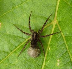 Wolfspinne (Pardosa lugubris)