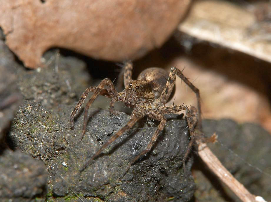 Wolfspinne - Pardosa lugubris s.l.