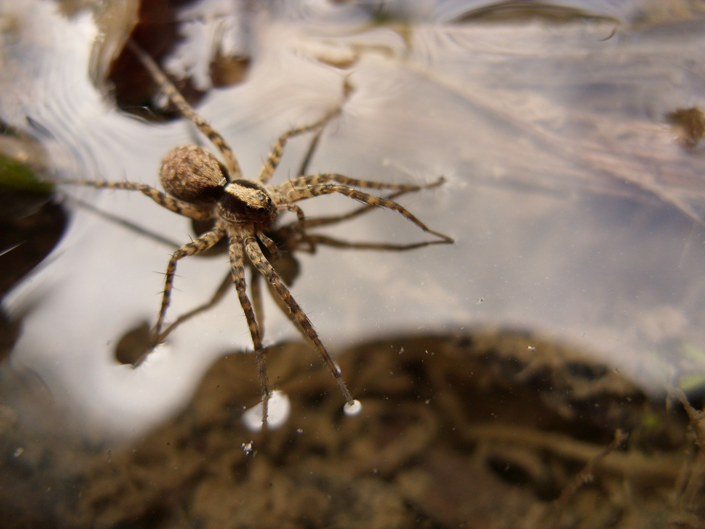 Wolfspinne Pardosa lugubris/saltans auf dem Veitshöchheimer Seelein