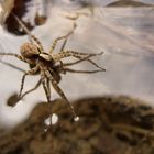 Wolfspinne Pardosa lugubris/saltans auf dem Veitshöchheimer Seelein