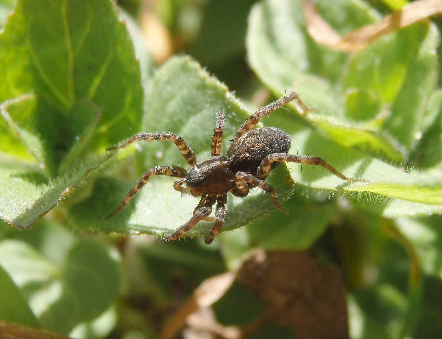 Wolfspinne (Pardosa sp.)