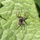 Wolfspinne (Pardosa sp.) im heimischen Garten