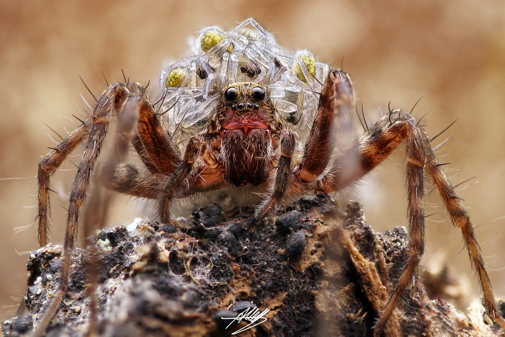 Wolfspinne (Pardosa sp.) mit Jungen