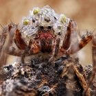 Wolfspinne (Pardosa sp.) mit Jungen