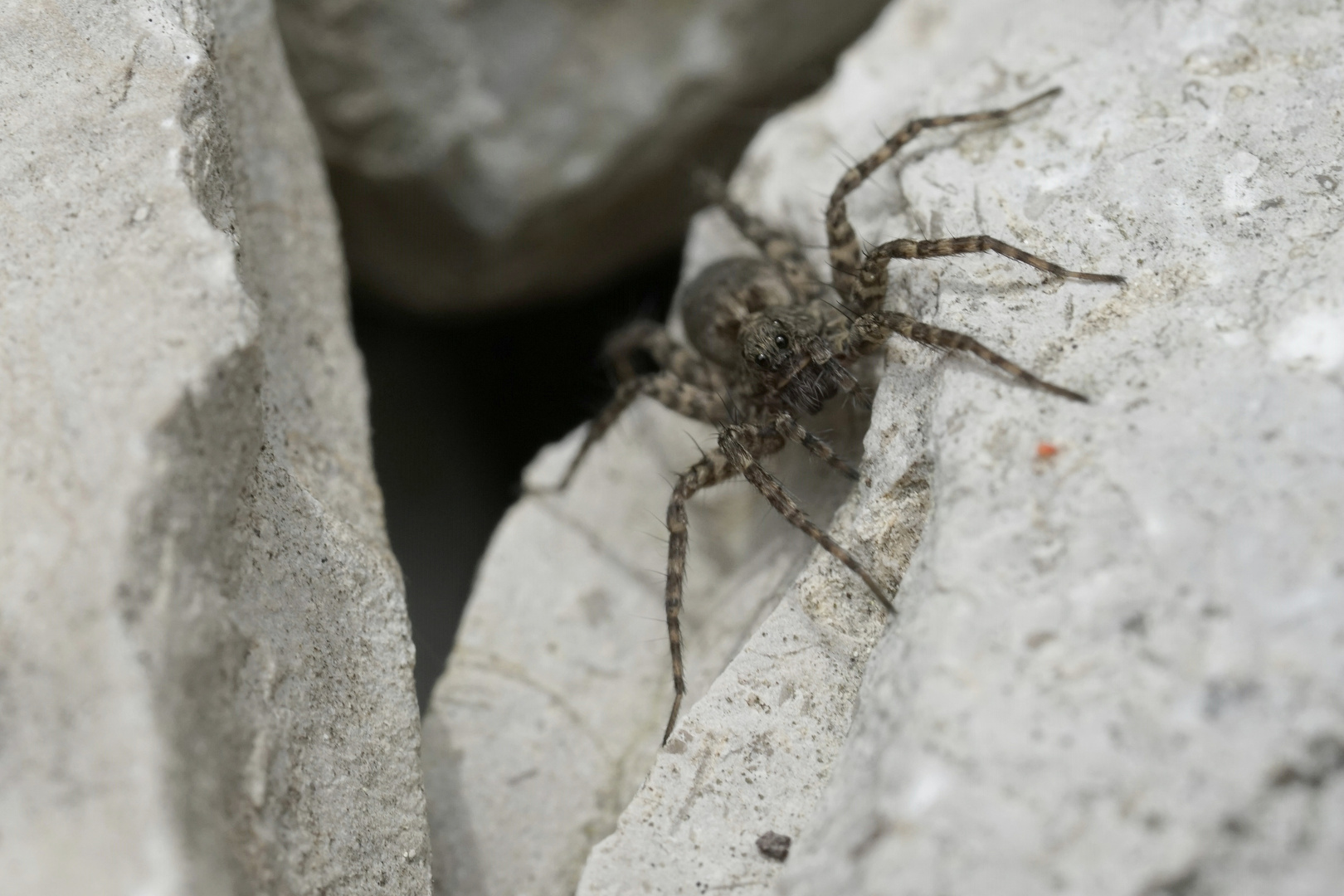 Wolfspinne Weibchen