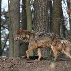 Wolfspirsch (Spanischer Wolf)