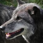 Wolfsporträt