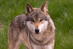 Wolfsporträt