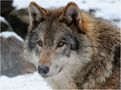 Wolfsportrait von PR-Fotografie 