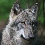 Wolfsportrait (1)