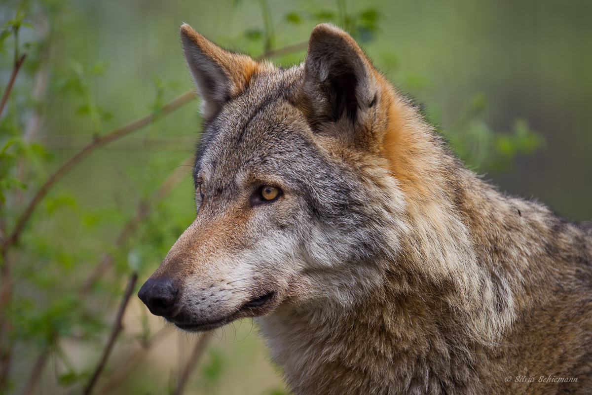 Wolfsportrait