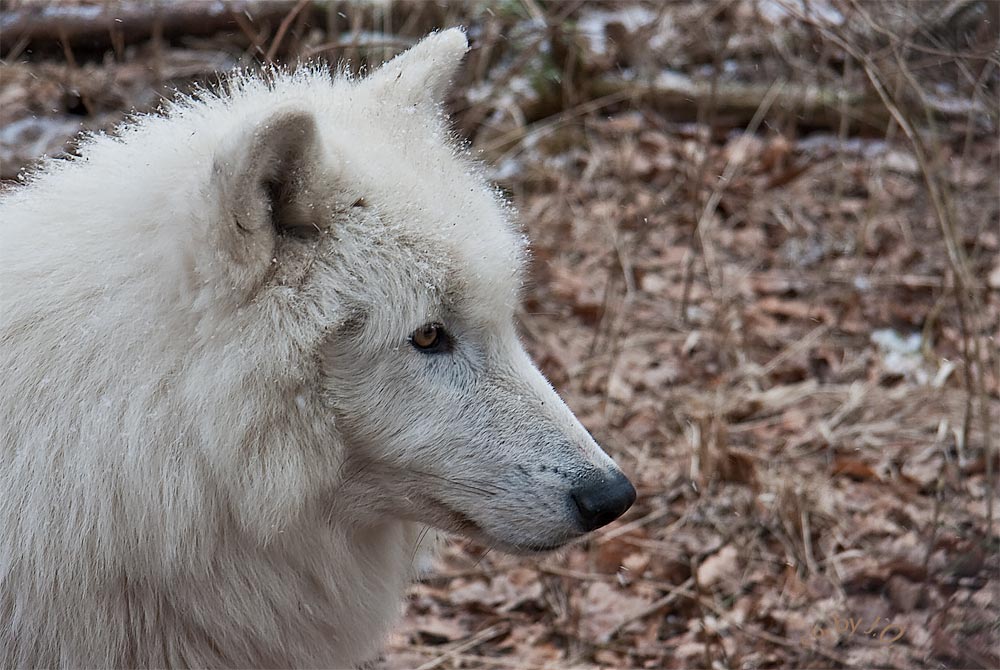 Wolfsportrait