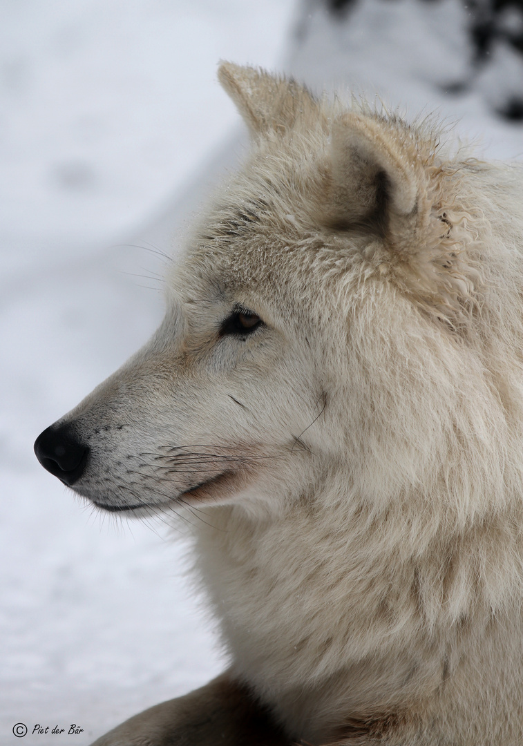 Wolfsportrait