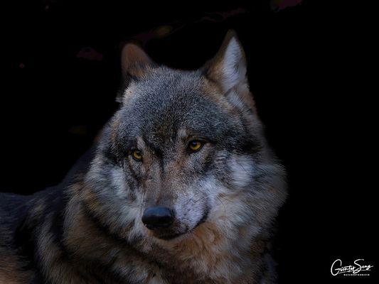 Wolfsportrait 