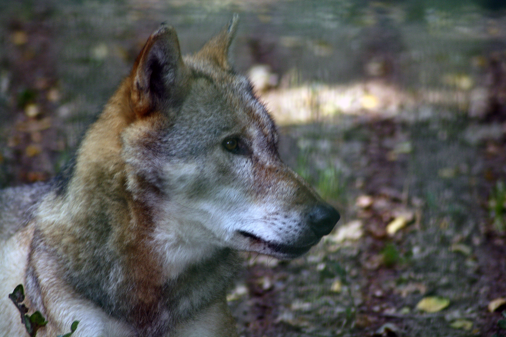 Wolfsportrait