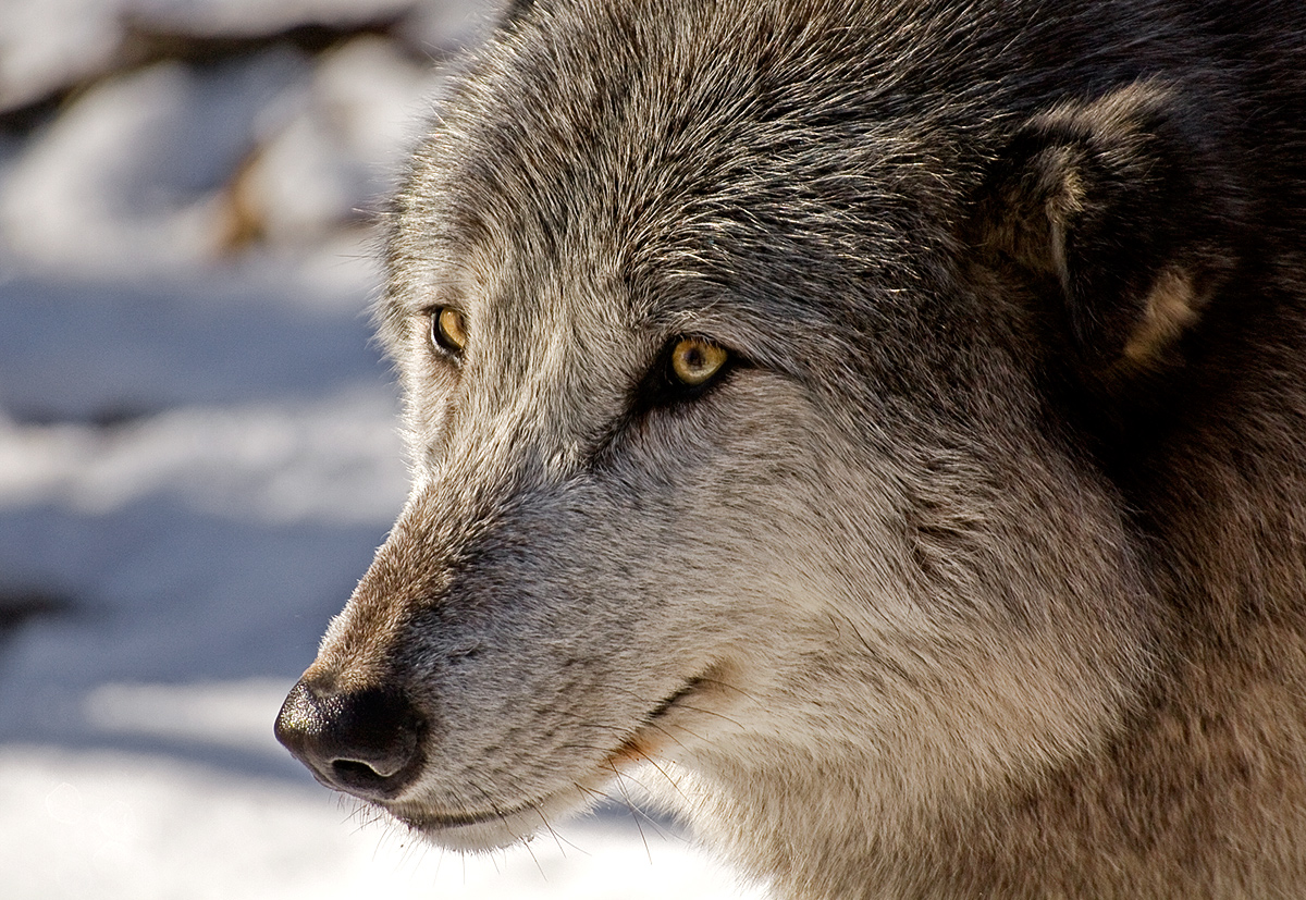 Wolfsportrait