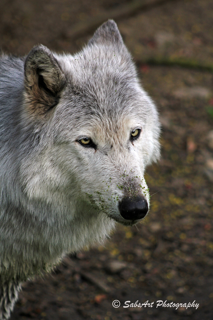 Wolfsportrait