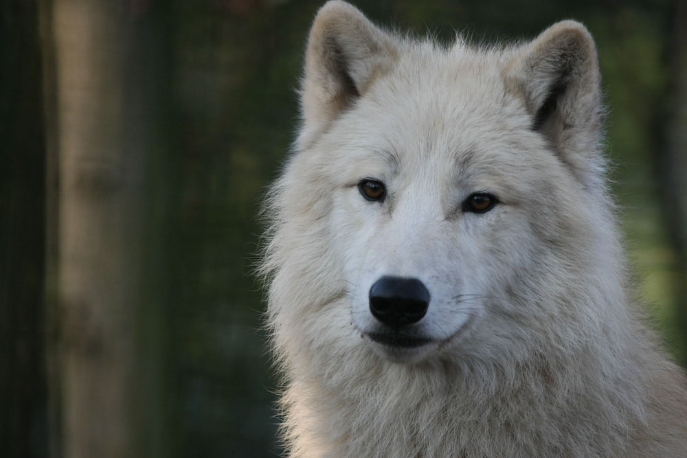 Wolfsportrait