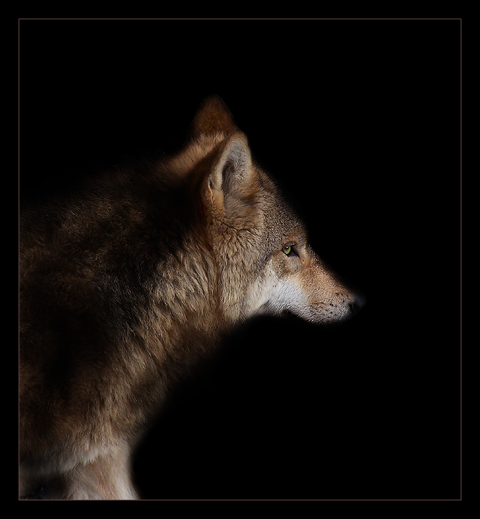 Wolfsportrait