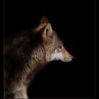 Wolfsportrait