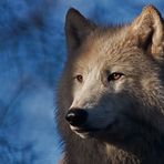 Wolfsportrait........