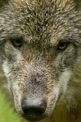 Wolfsportrait