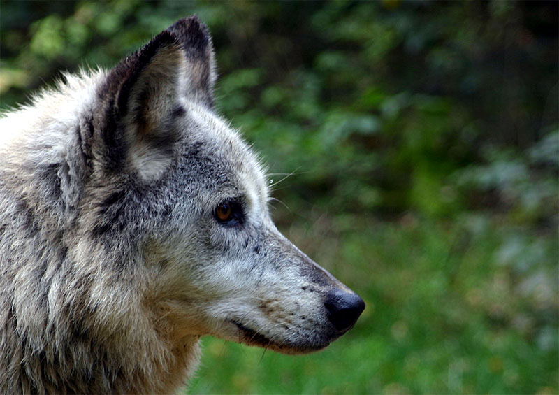 Wolfsportrait