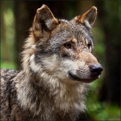 Wolfsportrait II