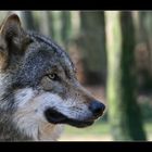 WolfsProfil
