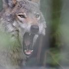 Wolfsrachen