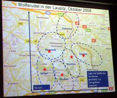 Wolfsregion Lausitz