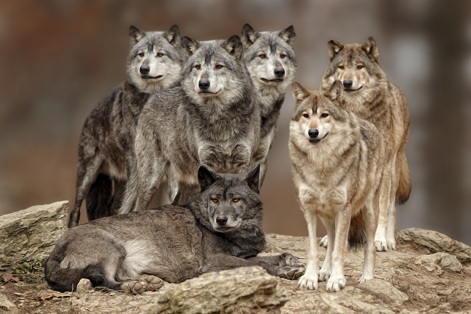 Wolfsrudel Foto & Bild | tiere, zoo, wildpark & falknerei, natur Bilder ...