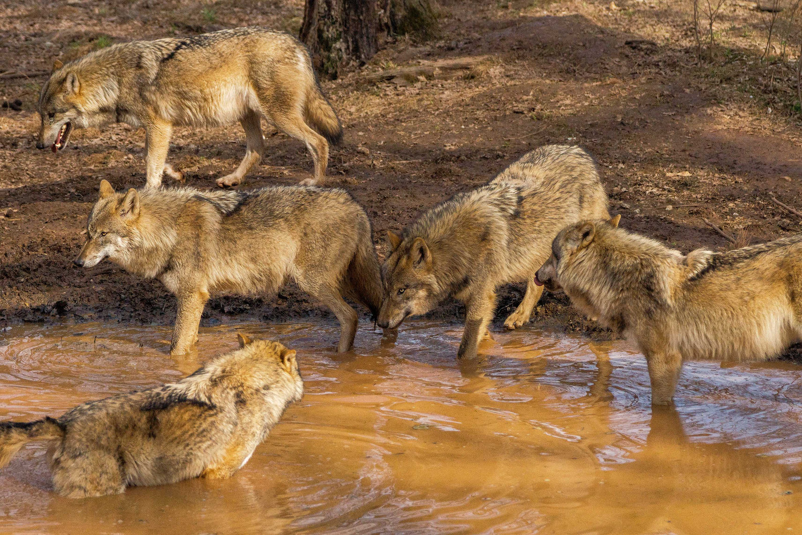 Wolfsrudel am Wasser