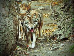 Wolfsrudel auf der Jagd