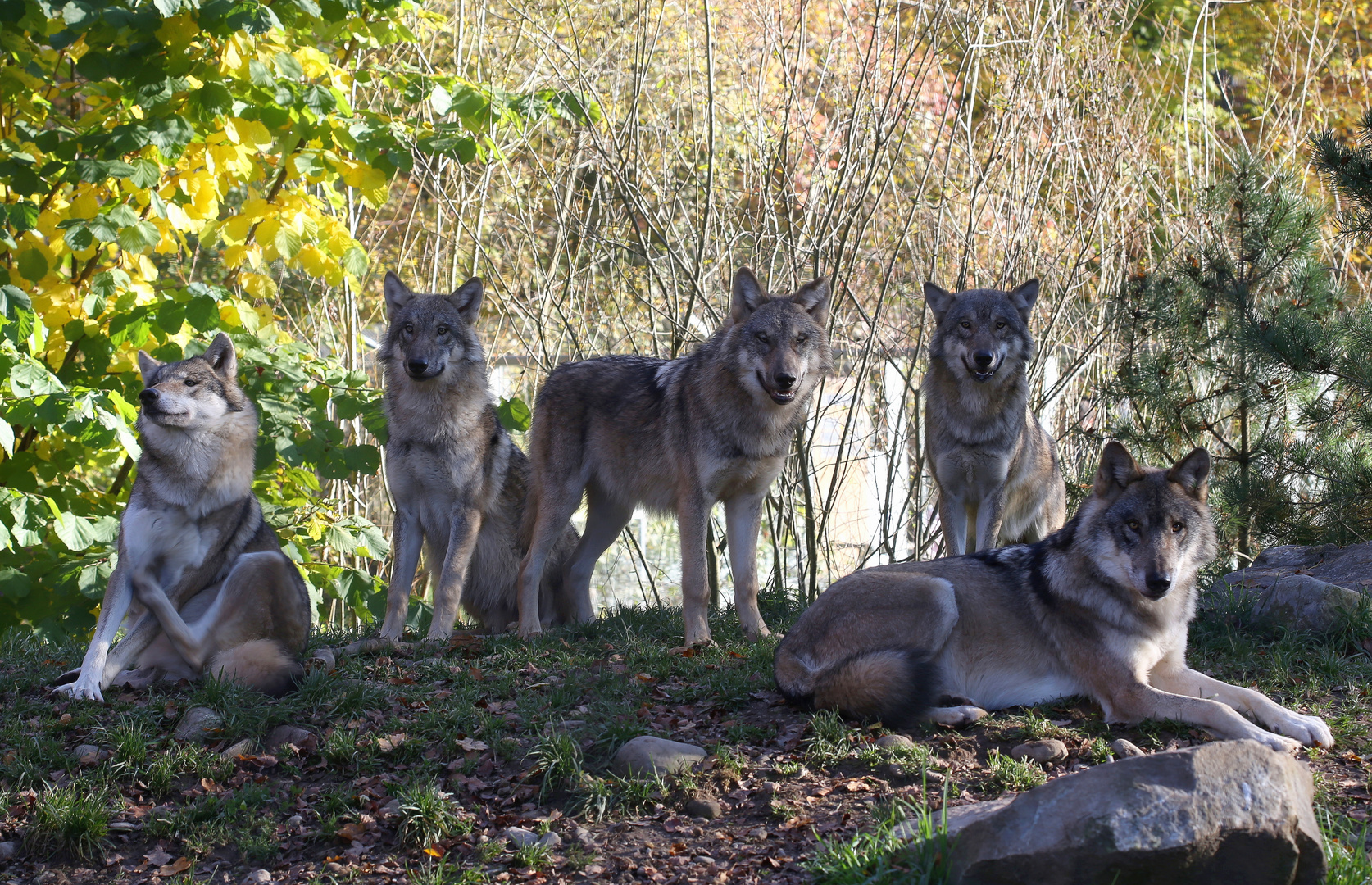 Wolfsrudel Foto Bild Nature Natur Wolfe Bilder Auf Fotocommunity