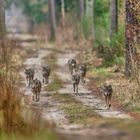 Wolfsrudel im Anmarsch 