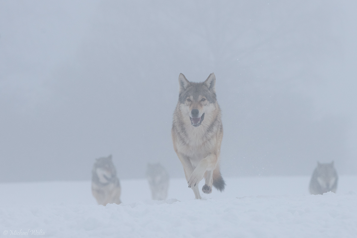 Wolfsrudel im Nebel