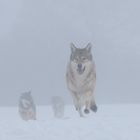 Wolfsrudel im Nebel