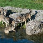 Wolfsrudel im Tierpark Goldau